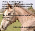 /album/fotogaleria/pegasus-na-howrse-jpg/